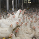 Image for article titled Myth Vs. Fact: The U.S. Meat Industry